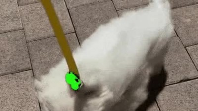 바람때문에 외모가 바뀐 댕댕이.gif