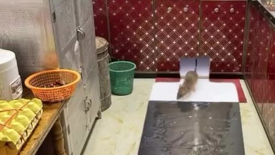 혐주의)) 일가족 몰살 현장.gif