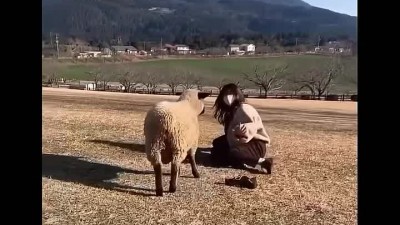 양털옷 입고 양떼목장 가면....