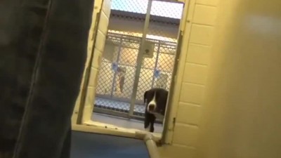 자기가 입양된다든 사실을 안 멍멍이