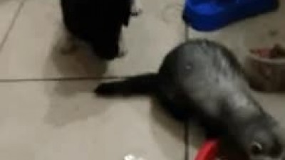 내 밥 먹지말라고