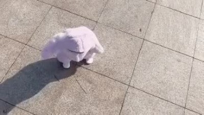 육지에서 걸어다니는 불가사리 발견