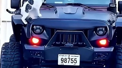 고양이 재미있는영상