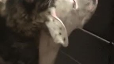 동물 키우는 집에 어항이 들어왔을때