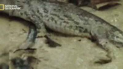 전기뱀장어의 위력