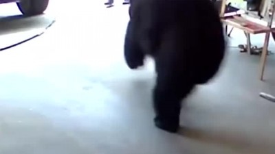 집앞에서 곰을 만났을때 대처법