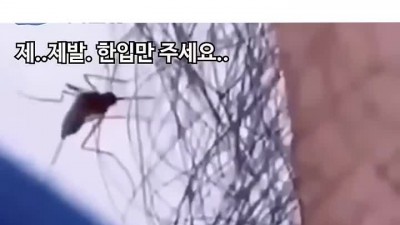 모기가 제일 싫어하는 사람