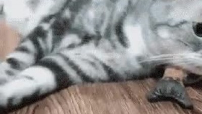 ？？？：더 빨리 달려라.gif