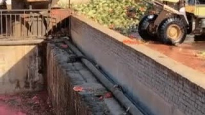 수박 폐기 처분