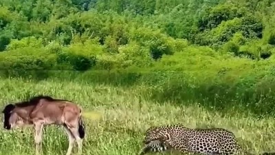 임팔라의 방귀에 접근을 못하는 표범.mp4