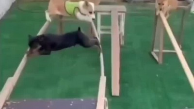 실미도 애견카폐