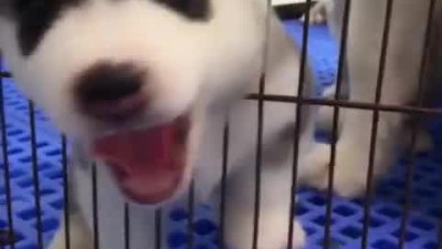 너 왜그래 철창에 머리를 넣고 울부짖는 강아지의 행동