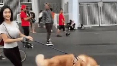 너무커서 주체하기 힘듬