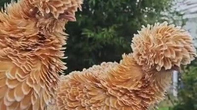 튀기면 더 크리스피 할 거 같은 폴란드 닭