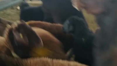 사랑이 꽃피는 축사