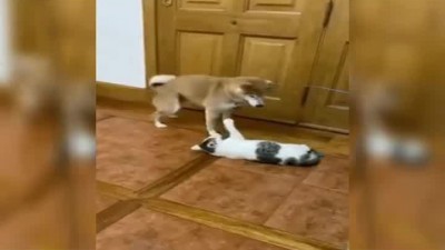 중성화 당한 고양이를 놀리는 댕댕이