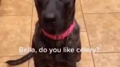 멍멍이한테 샐러리를 줘 봤다