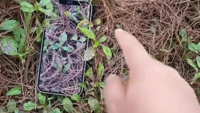 이자를 삼성 cf팀에 채용하라