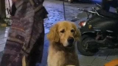산책하다 밥먹는 사람 발견한 골댕이