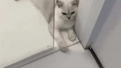 고양이 손 자르는 마술