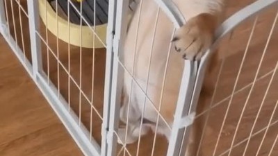 야이 시바 개xx야