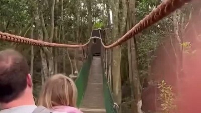 다리를 건너다 긴팔원숭이를 만난 가족