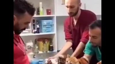 사람 말 알아듣는 고양이