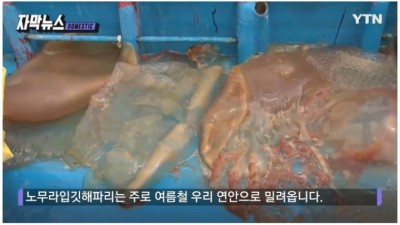 해수욕장 몰려오는 독성 해파리