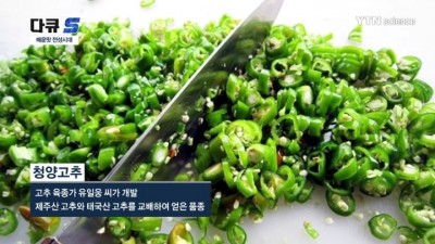  청양고추 라이센스