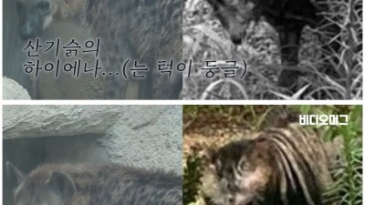  노원구에 나타난 하이에나 괴물