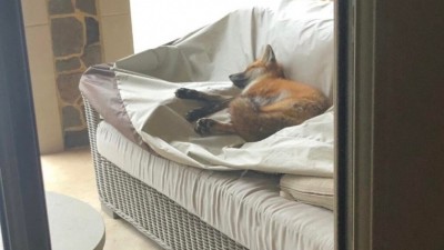  자꾸 동네에 내려오는 여우들