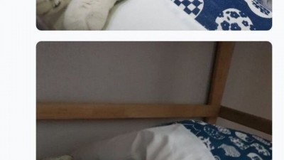  고양이 이불 구매 후기