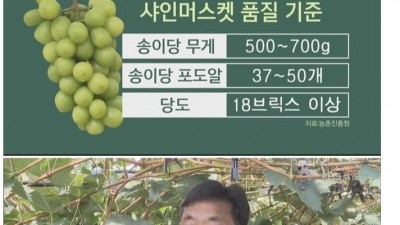  샤인머스켓 맛이 들쑥날쑥한 이유